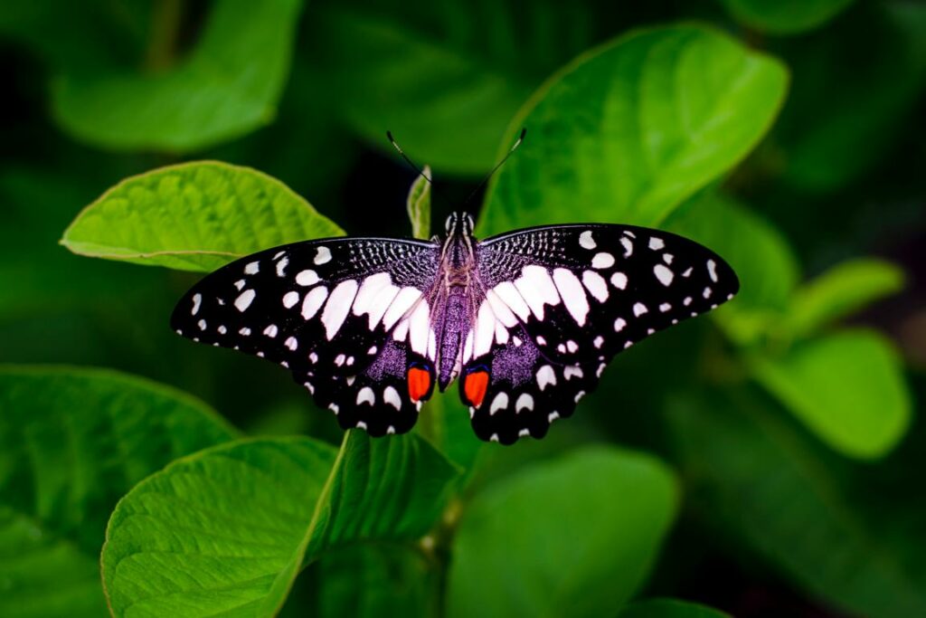 Ein wunderschöner Schmetterling sitzt auf grünen Blättern