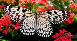 von der Raupe zum Schmetterling von der Raupe zum Schmetterling