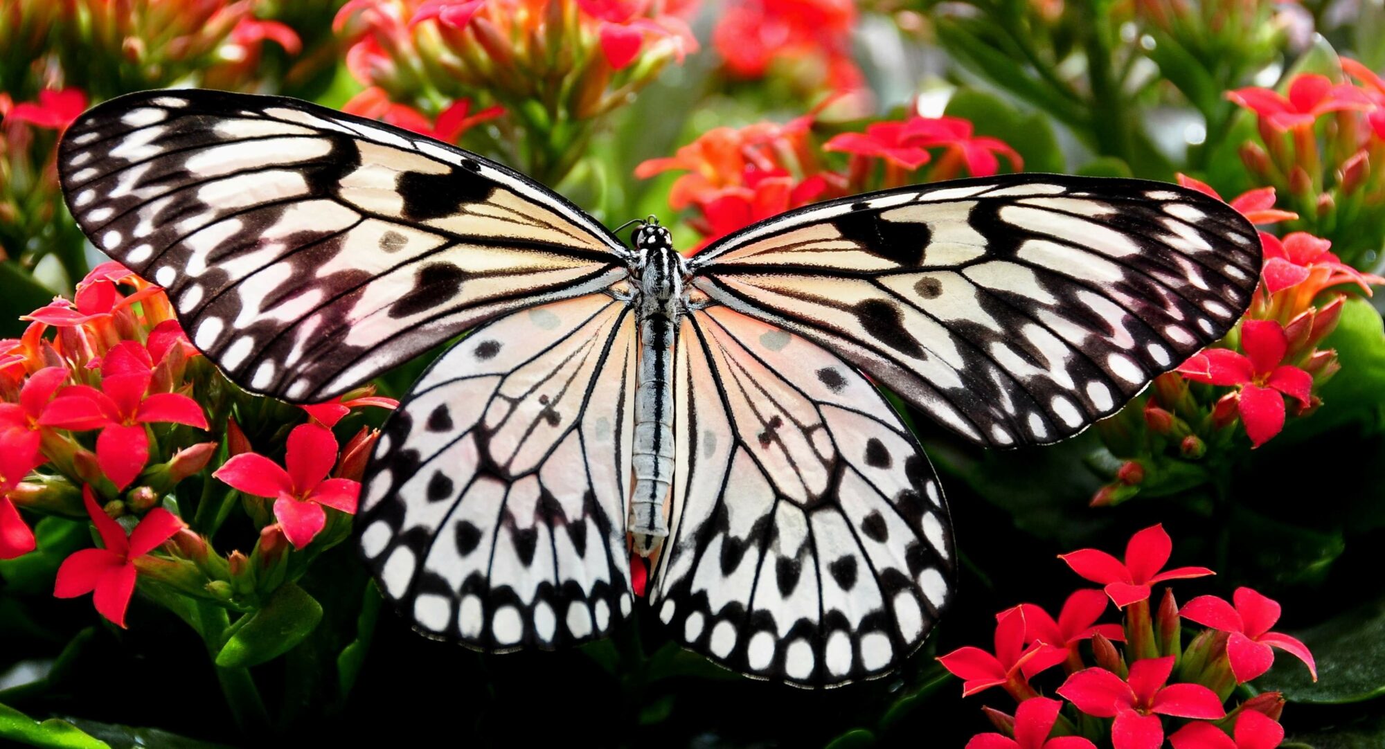 von der Raupe zum Schmetterling von der Raupe zum Schmetterling